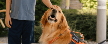 A child gently pets a therapy dog wearing a service vest at Carson Tahoe Health