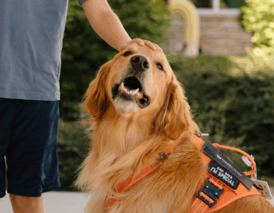 A child gently pets a therapy dog wearing a service vest at Carson Tahoe Health