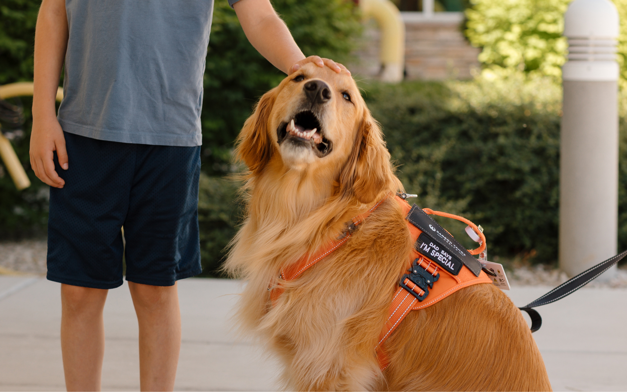 A child gently pets a therapy dog wearing a service vest at Carson Tahoe Health